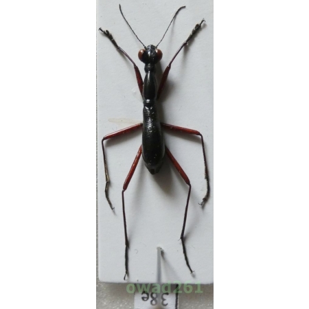 Tricondyla cyanipes Eschscholtz, 1829 Philippines38e